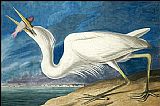 Great White Heron by John James Audubon